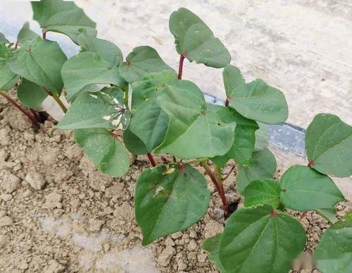 棉花可以长成什么「棉花可以长成什么植物」 天气预报