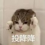 你知道吗。猫咪决定投降时会有什么表现。