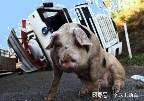 每次遇到动物，车子都会出故障，无人区发生的一切，好恐怖