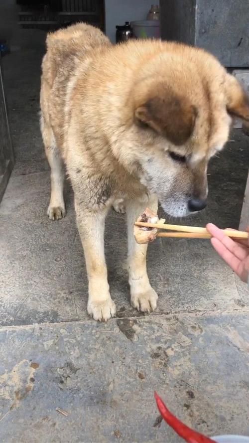 中华田园犬不吃饭是什么原因