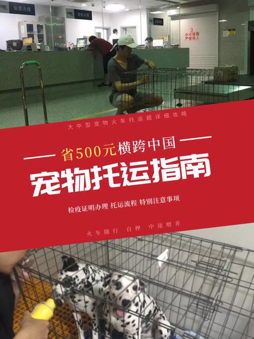 狗狗可以坐高铁吗。全面解析高铁宠物托运流程与注意事项