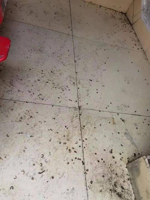 密恐慎入呼市这小区业主家里竟密密麻麻爬满