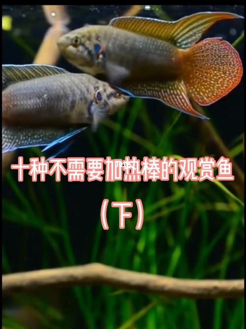 八种观赏鱼比较皮实，有的不用加热棒也能养