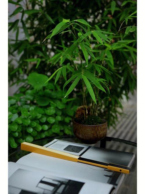 乌木好空气,绿色家居的呼吸之选_乌木好空气能 家电资讯