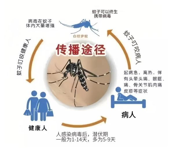 最新“蚊子地图”发布，涉及广州22个镇街 最新“蚊子地图”发布，涉及广州22个镇街「广州蚊子基地在哪里」 生活资讯